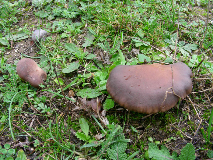 Pleurotus eryngii fotog. il 28.11.07.