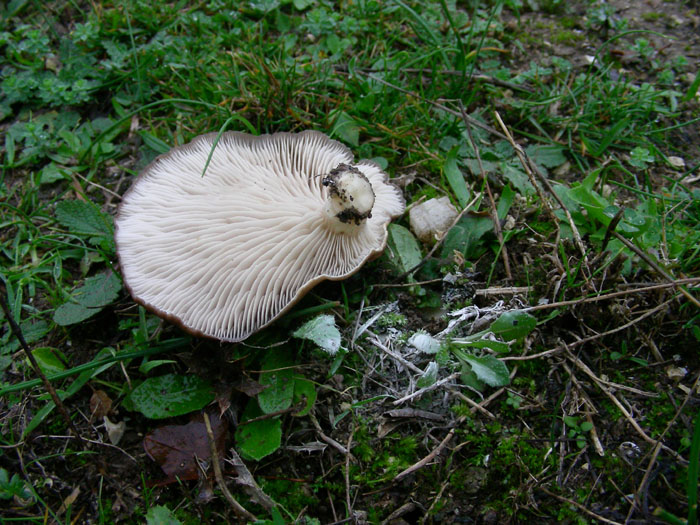 Pleurotus eryngii fotog. il 28.11.07.