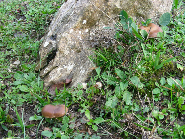 Pleurotus eryngii fotog. il 28.11.07.