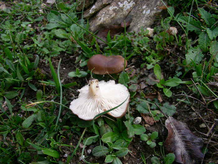 Pleurotus eryngii fotog. il 28.11.07.