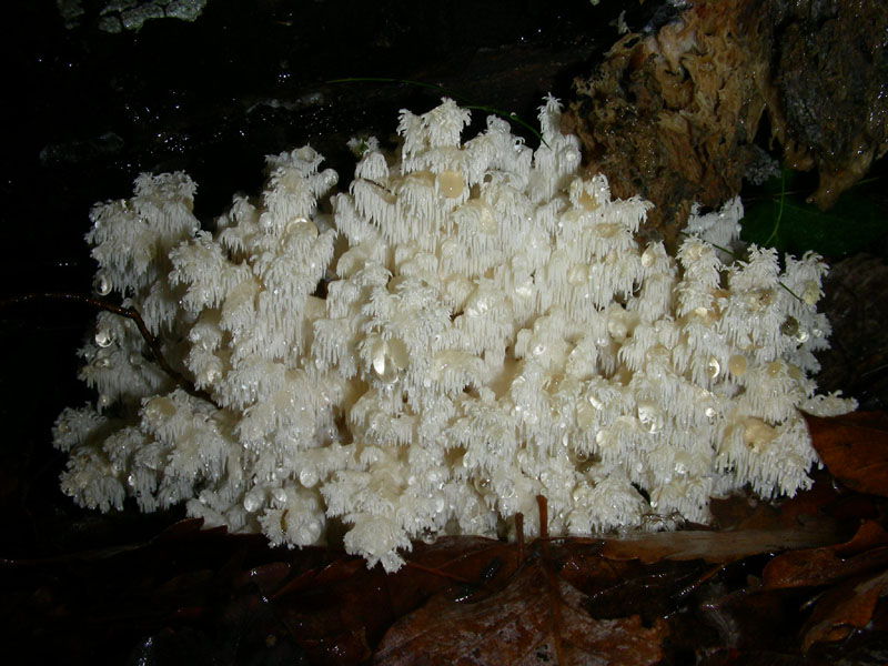 ERICIUM clathroides fotog. il4.11.09.