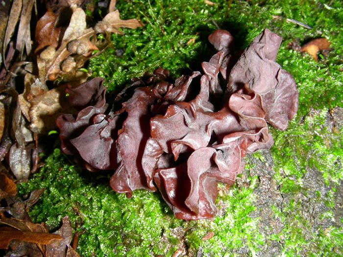 Tremella foliacea 02.12.08.