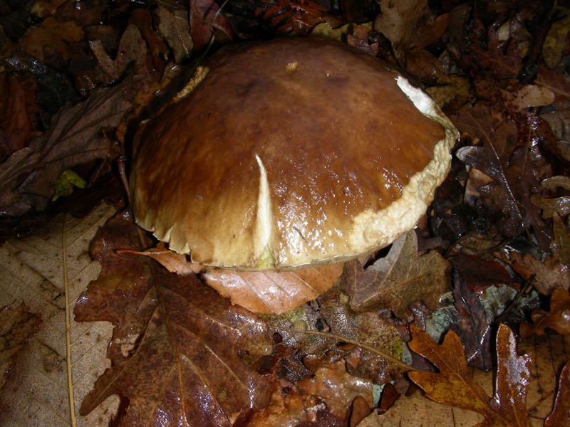 Boletus edulis 02.12.08.