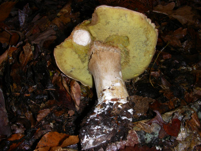 Boletus edulis 02.12.08.