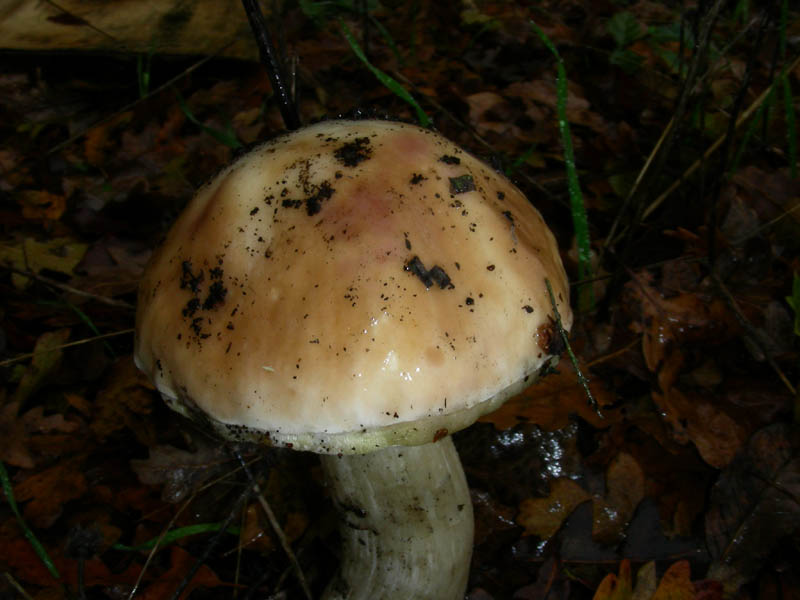 Boletus edulis 02.12.08.