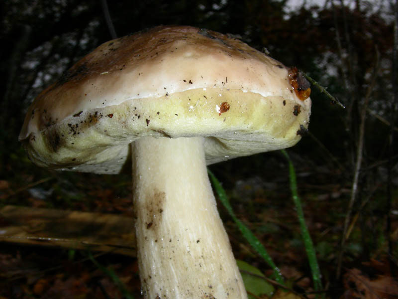 Boletus edulis 02.12.08.