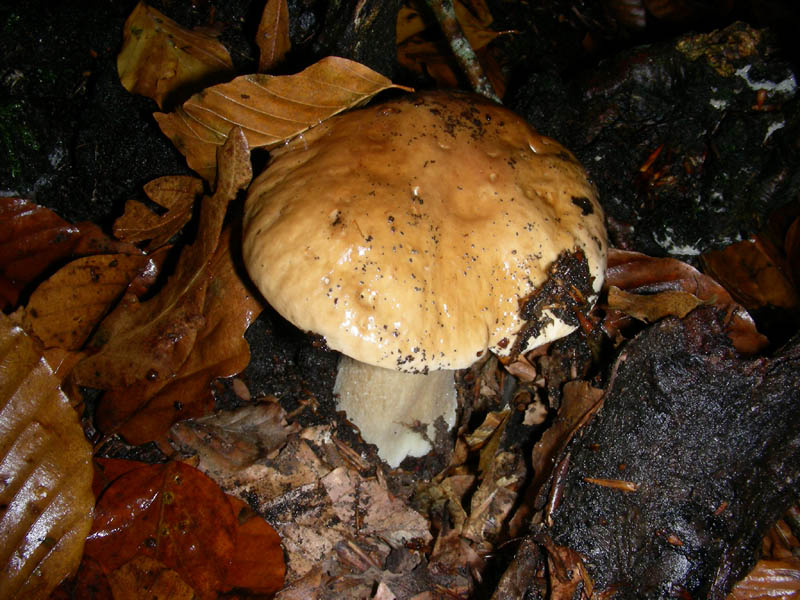 Boletus edulis 05.12.08.