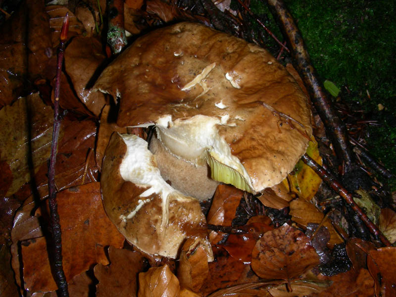 Boletus edulis 05.12.08.