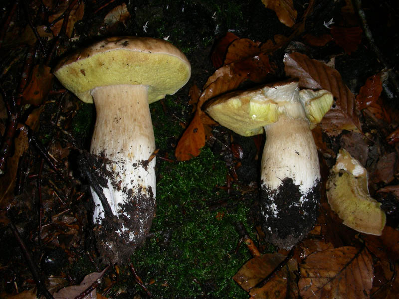 Boletus edulis 05.12.08.