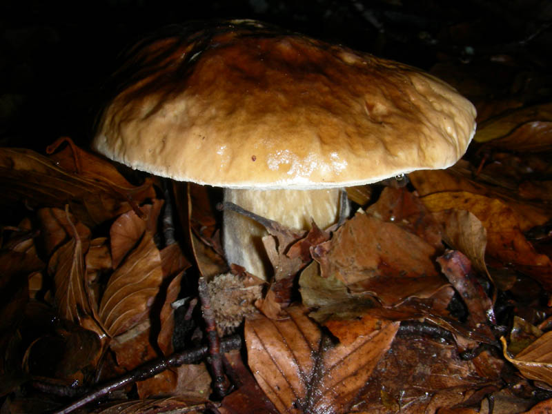 Boletus edulis 05.12.08.