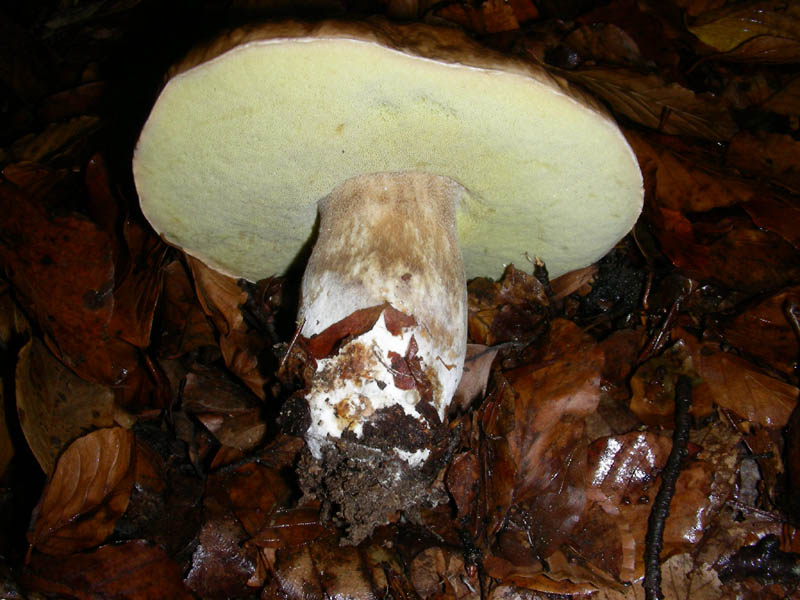 Boletus edulis 05.12.08.