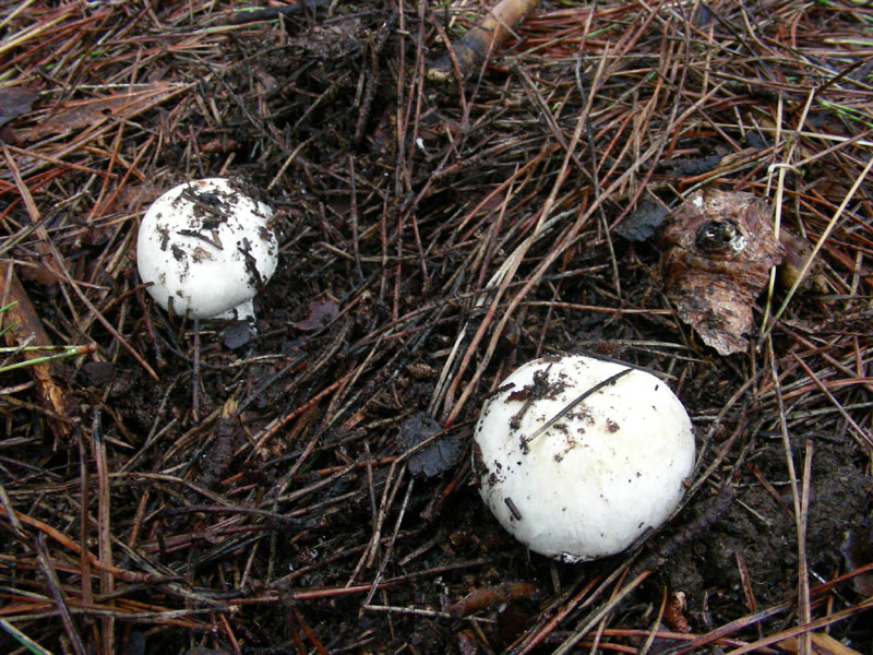 Agaricus fotog.il 22.12.09.