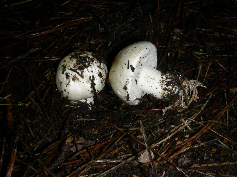 Agaricus fotog.il 22.12.09.