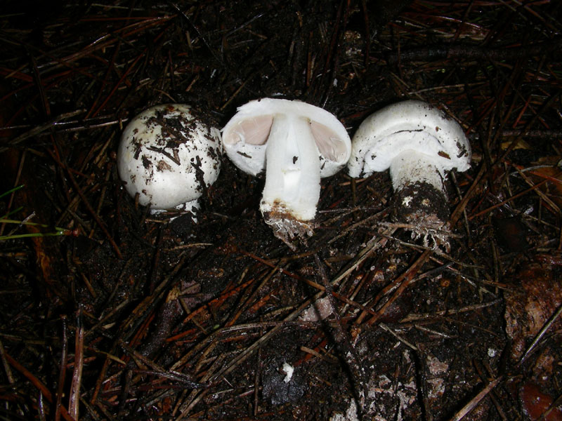 Agaricus fotog.il 22.12.09.