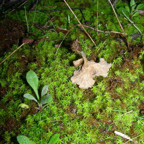 Altri funghi del 27.12.09.sotto pineta.