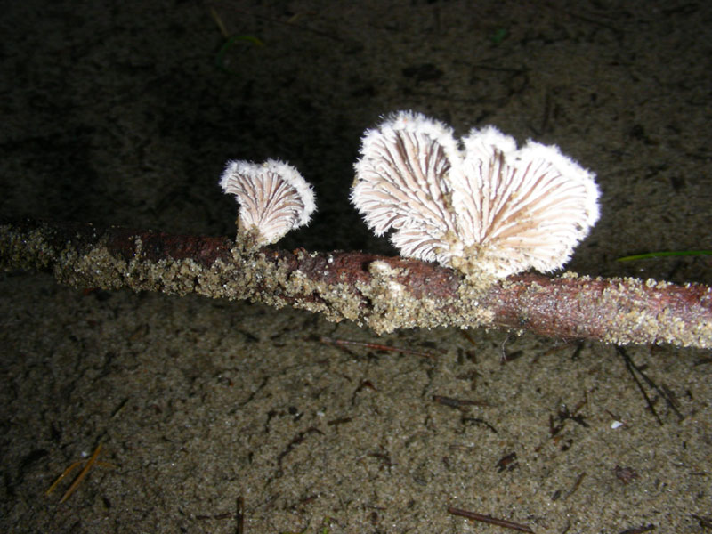 Pineta marina funghi fotog.il 27.12.09