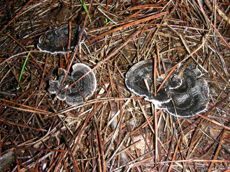 Pineta marina funghi fotog.il 27.12.09