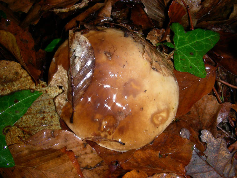 Boletus edulis 05.12.08.