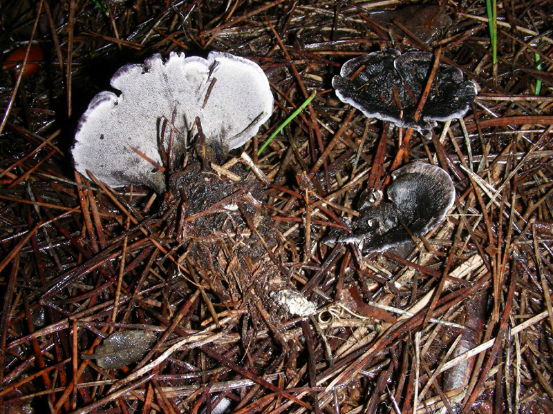 Pineta marina funghi fotog.il 27.12.09