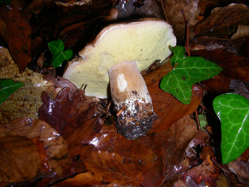 Boletus edulis 05.12.08.