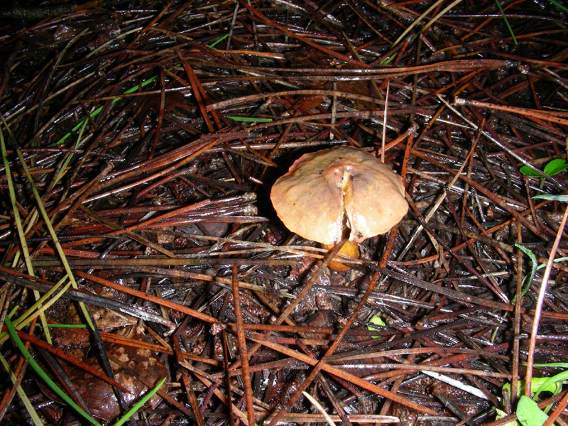 Pineta marina funghi fotog.il 27.12.09