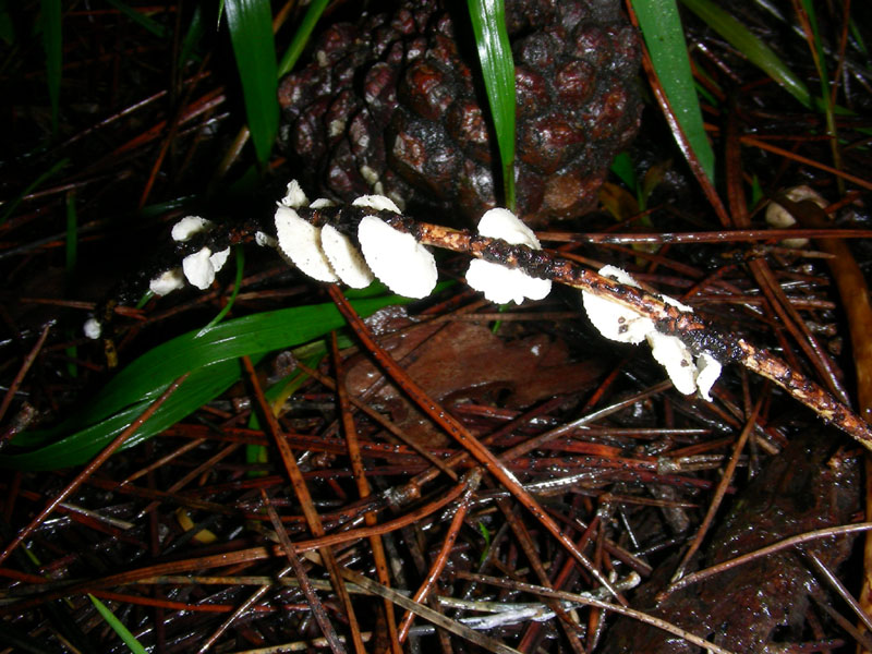 Altri funghi del 27.12.09.sotto pineta.