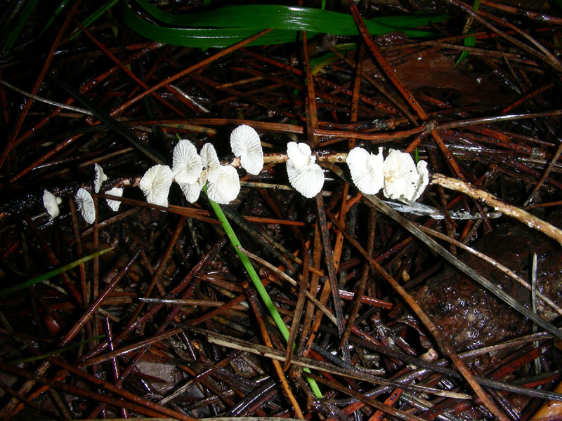 Altri funghi del 27.12.09.sotto pineta.