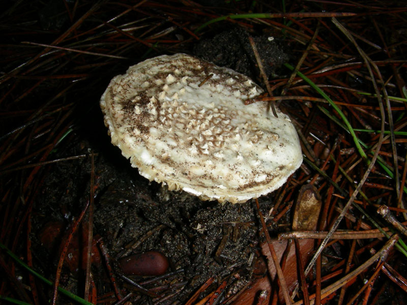 Altri funghi del 27.12.09.sotto pineta.