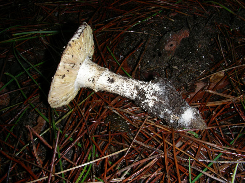 Altri funghi del 27.12.09.sotto pineta.