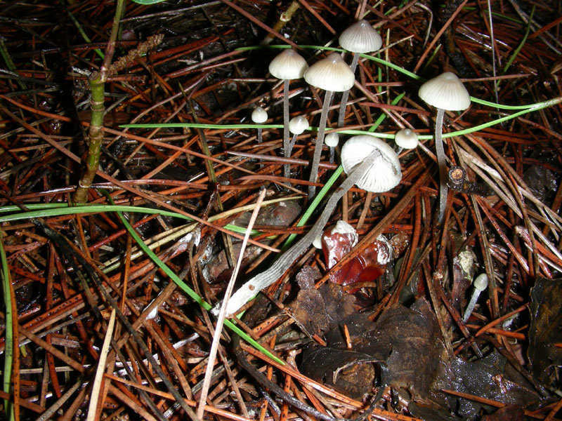 Altri funghi del 27.12.09.sotto pineta.