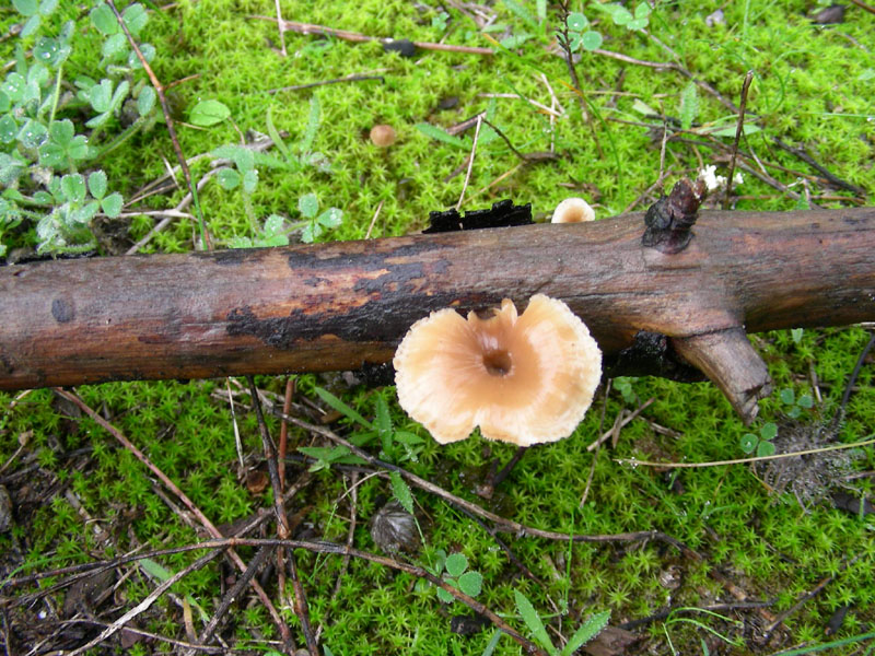 Altri funghi del 27.12.09.sotto pineta.