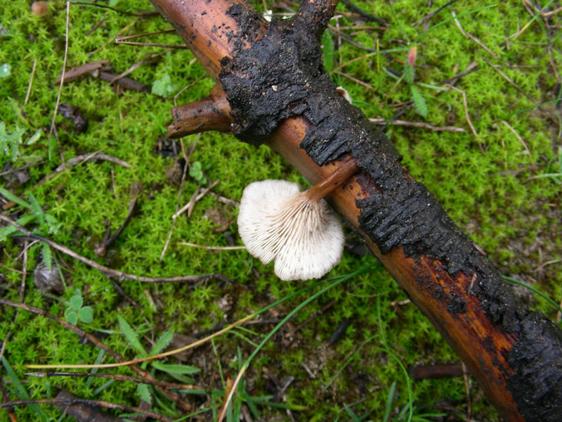 Altri funghi del 27.12.09.sotto pineta.