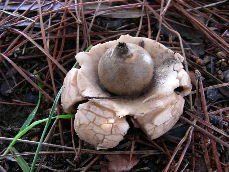 Pineta marina funghi fotog.il 27.12.09