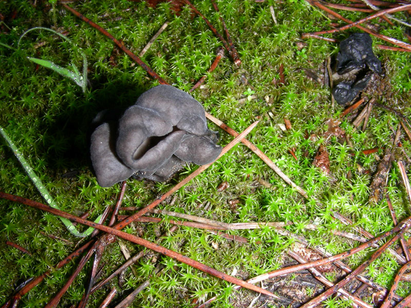 Altri funghi del 27.12.09.sotto pineta.