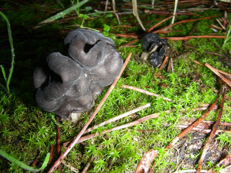 Altri funghi del 27.12.09.sotto pineta.