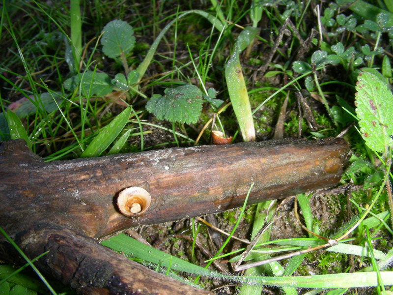 Altri funghi del 27.12.09.sotto pineta.