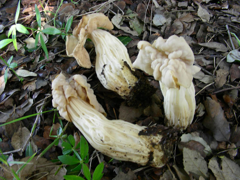 Helvella crispa 19.12.08