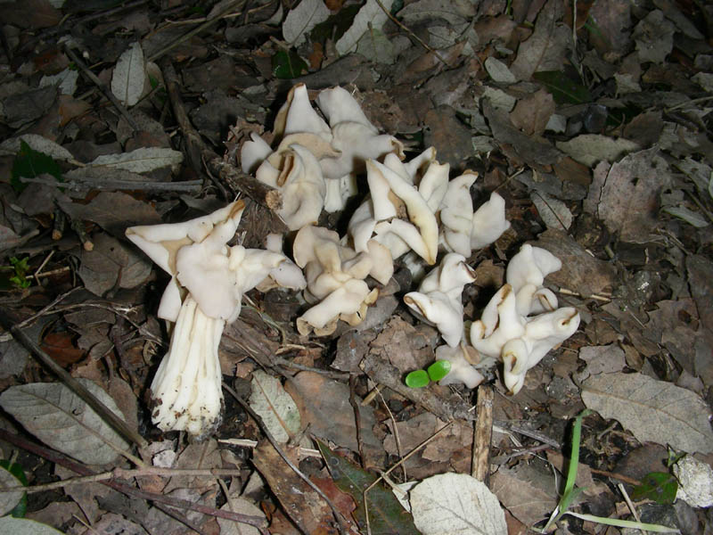 Helvella crispa 19.12.08