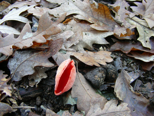 Sarcoscypha coccinea.