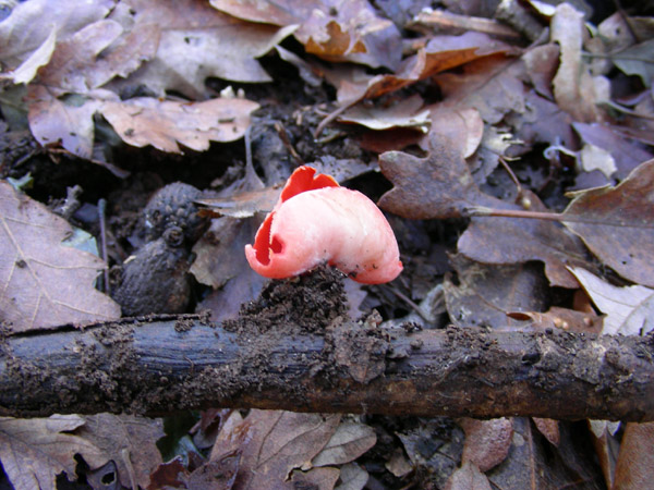 Sarcoscypha coccinea.