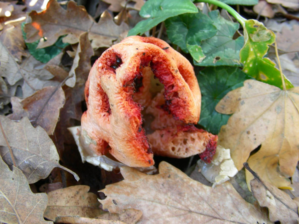 Clathrus ruber.