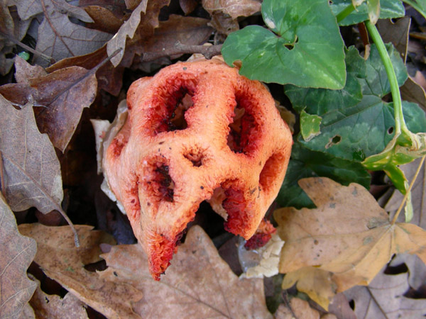 Clathrus ruber.