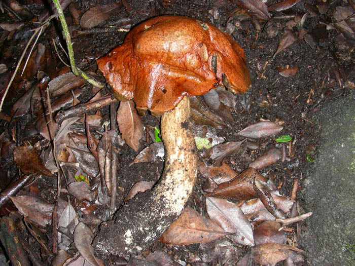 Leccinum aurantiacum fotog. 26.12.08