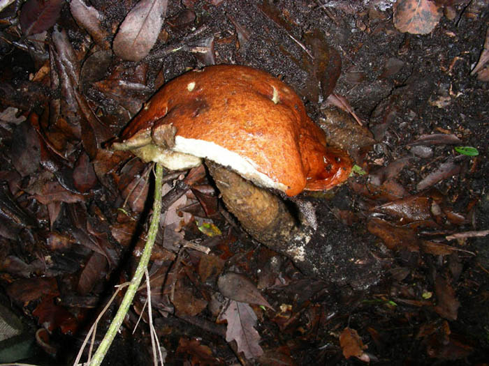 Leccinum aurantiacum fotog. 26.12.08