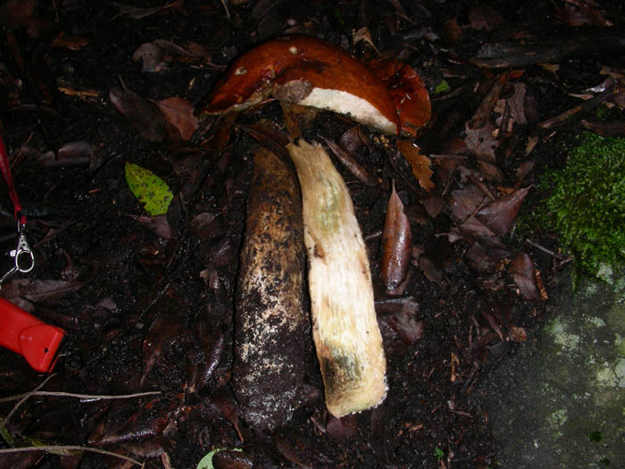 Leccinum aurantiacum fotog. 26.12.08