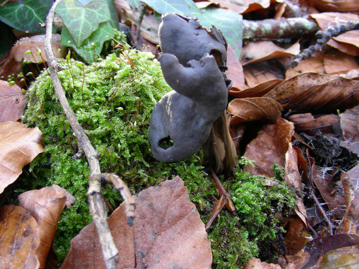 Helvella lacunosa fotog. 30.12.08.