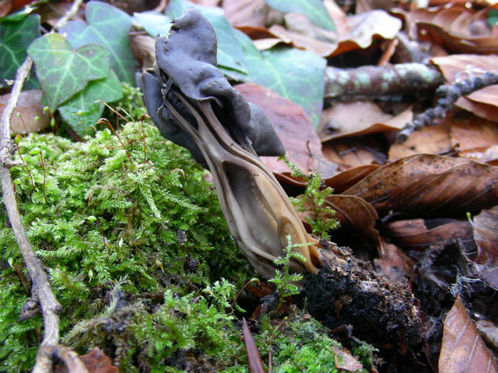 Helvella lacunosa fotog. 30.12.08.