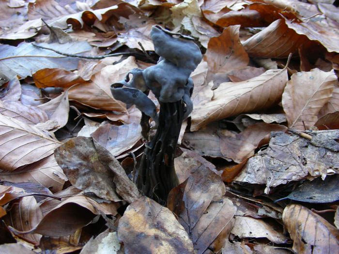 Helvella lacunosa fotog. 30.12.08.