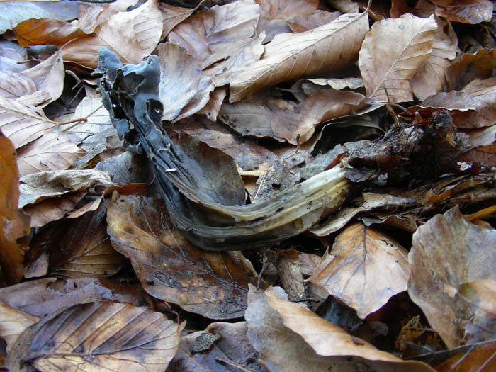 Helvella lacunosa fotog. 30.12.08.