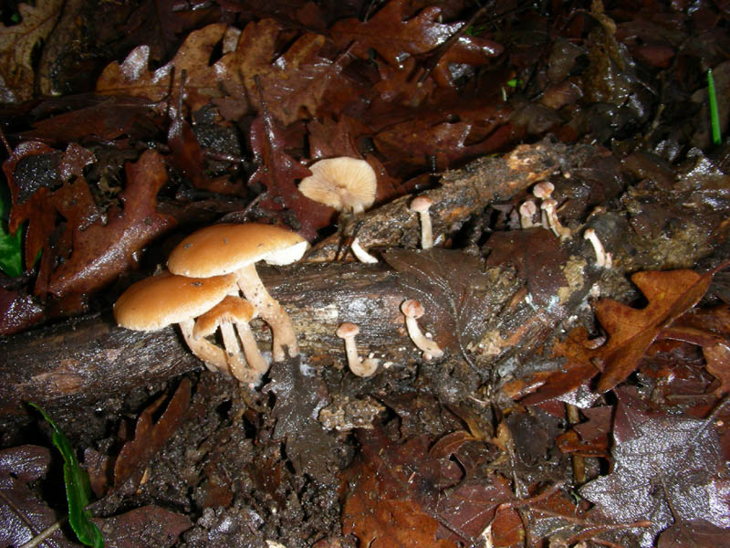 Ritrovamento bosco di Quercia Tubaria?